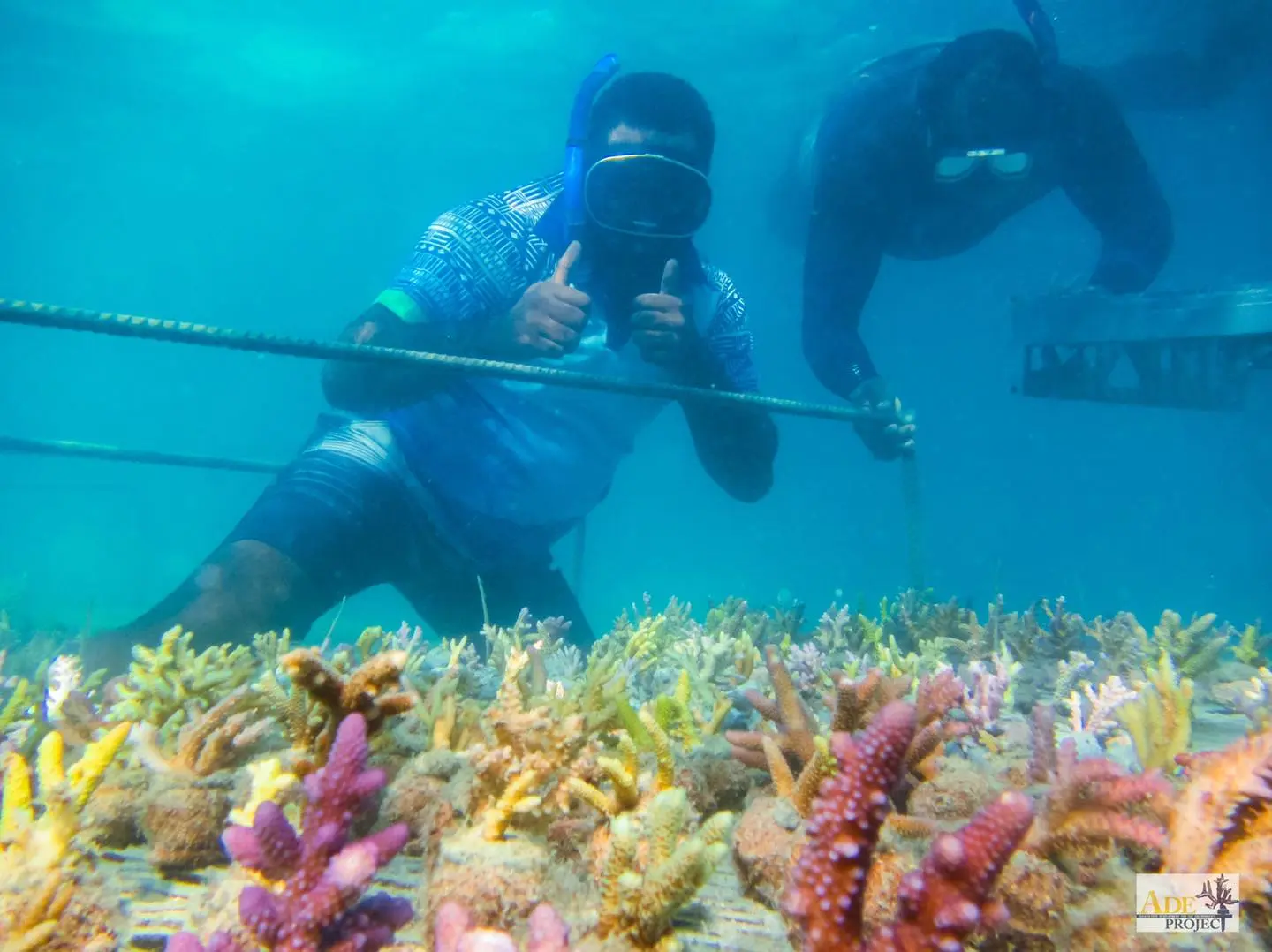 ADE Project divers beside a coral nursery