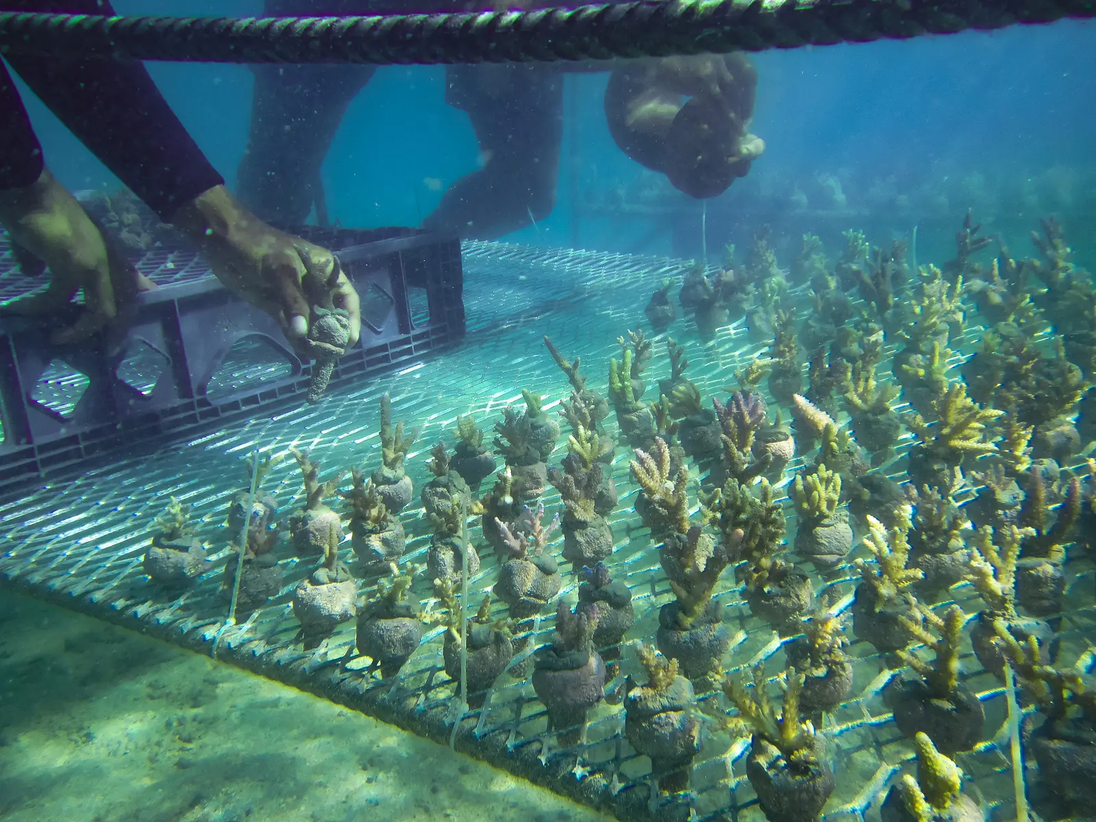 ADE Project divers tending young coral fragments underwater